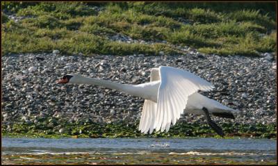 Mute Swan in Flight