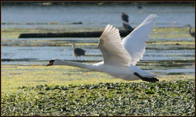 Mute Swan in Flight