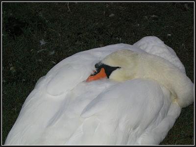 Mute Swan After Dark