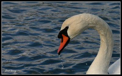 Mute Swan