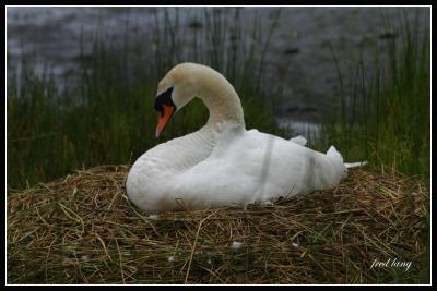 Mute Swan Nesting
