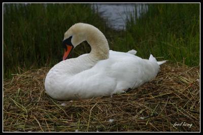 Mute Swan Nesting