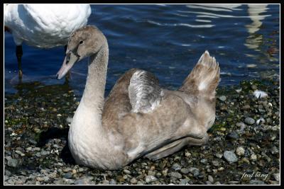 Immature Mute Swan