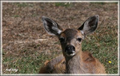 Columbia Blacktail Deer