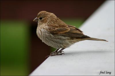 House Finch - female