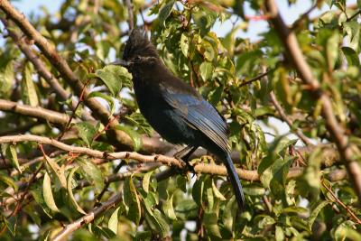 Stellar's Jay