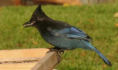 Stellar's Jay