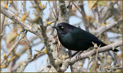 Brewers Blackbird - male