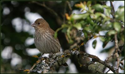 House Finch - female