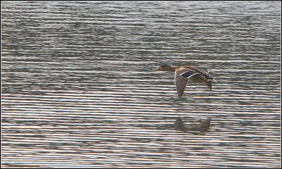 Mallard - female