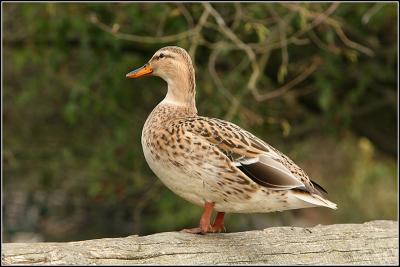 Mallard - female