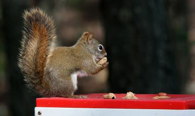 Chipmunk - Camp Mascot