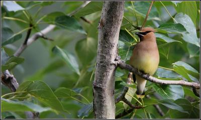 Cedar Waxwing