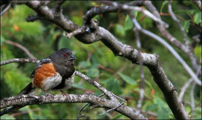 Spotted Towee