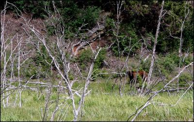 Cinnamon Colored Black Bear