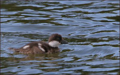 Fountain Lake  - Common Goldeneye