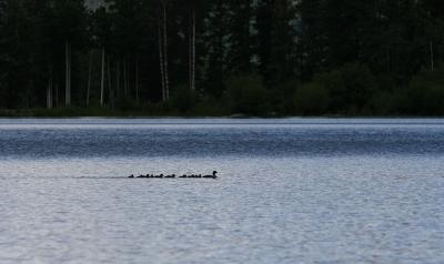 Fountain Lake - the cycle continues ...