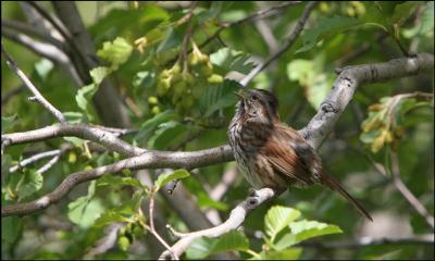 Song Sparrow sings its heart out ...