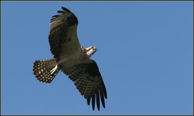 Lillooet Ospreys