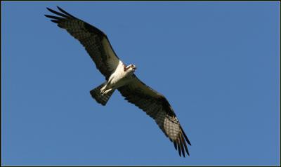 Lillooet Ospreys