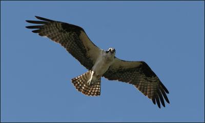 Lillooet Ospreys