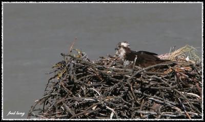 Lytton Ospreys