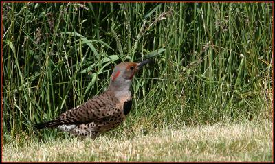 Northern Flicker