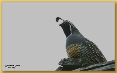 California Quail