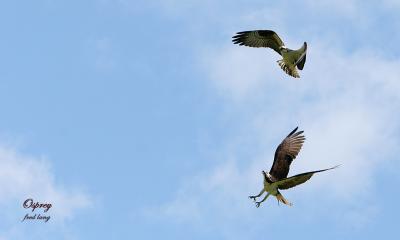 Osprey Aerobatics