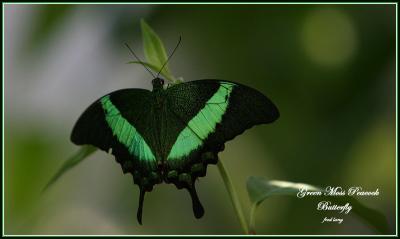 Butterfly - Green Moss Peacock