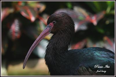 Punis Ibis