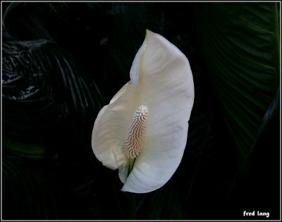 Temperate Rain Forest Flora