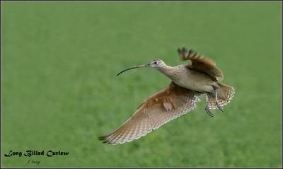 Long-billed Curlew