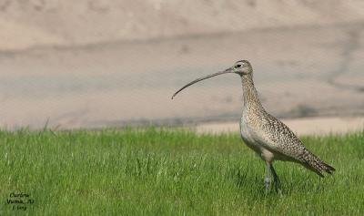 g4/83/657183/3/60447421.Curlew2.jpg