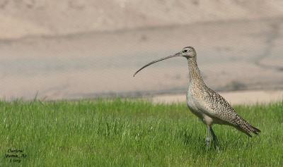 Long-billed Curlew