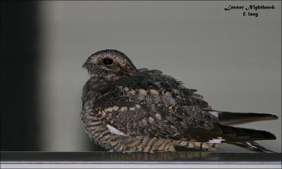 Nightjar - Lesser Nighthawk