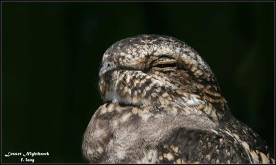 g4/83/657183/3/60447719.NightjarLesserNighthawk5.jpg