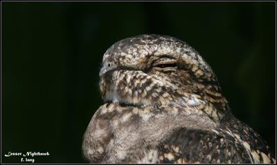 Nightjar - Lesser Nighthawk