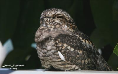 g4/83/657183/3/60447720.NightjarLesserNighthawk6.jpg