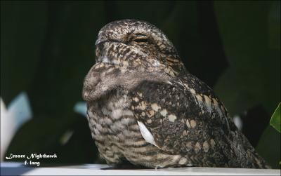 Nightjar - Lesser Nighthawk