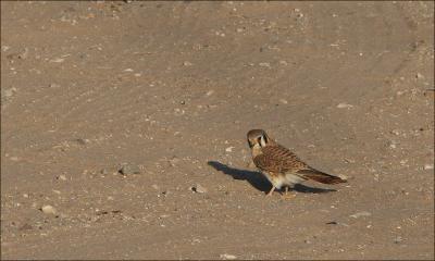 g4/83/657183/3/60447967.AmericanKestrel1.jpg