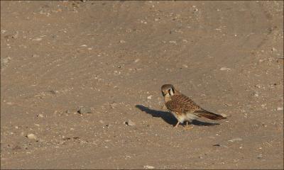 American Kestrel