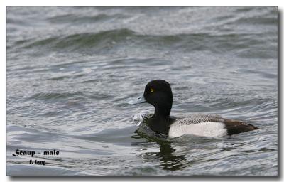 Scaup - male