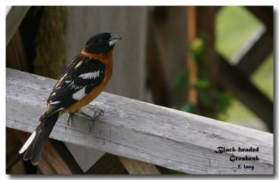 Black-headed Grosbeak