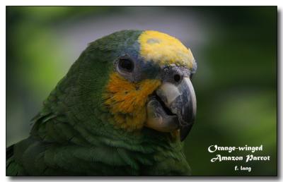 Orange-winged Amazon Parrot