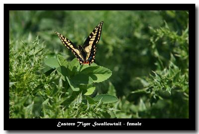 Butterfly - Swallowtail