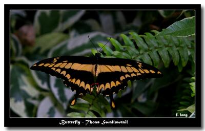 Butterfly - Thoas Swallowtail