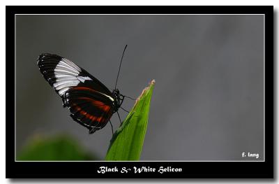 Butterfly - Black & White Helicon