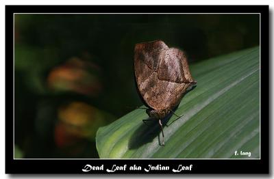 Butterfly - Dead Leaf