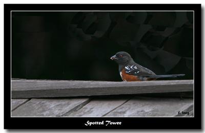 Spotted Towee